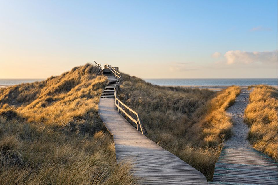 Dünen auf Amrum  1.5004