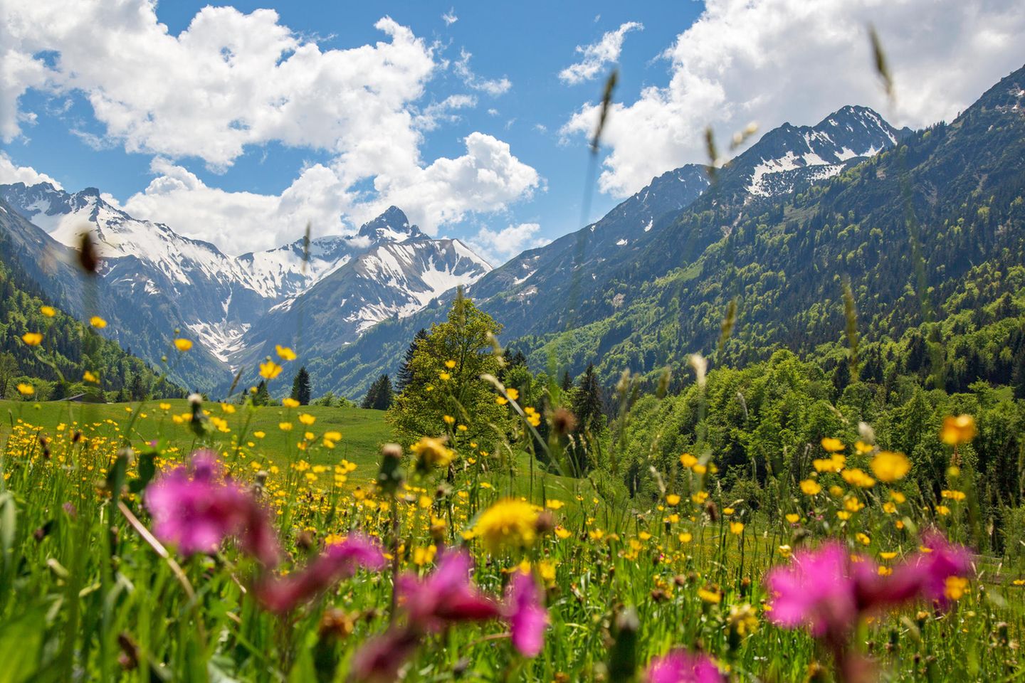 Blühende Blumen im Allgäu bei Oberstdorf