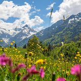 Blühende Blumen im Allgäu bei Oberstdorf