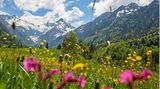 Blühende Blumen im Allgäu bei Oberstdorf