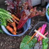 Besonders günstig sind saisonale und zum Teil auch regionale Lebensmittel. Egal ob im Supermarkt, Discounter oder auf dem Wochenmarkt: Die saisonalen Angebote sind wirklich erschwinglich. So bekommt man auch wieder ein Gefühl dafür, welche Sorte wann und wo wächst. Wer dabei Unterstützung braucht, findet diese in Apps oder auch als Kalender für Zuhause. 