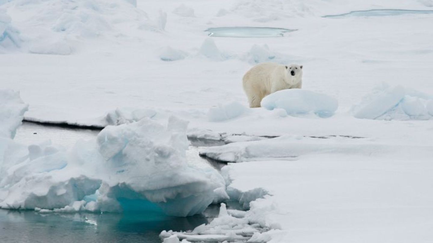 Ein Eisbär auf einer Eisscholle in Spitzbergen