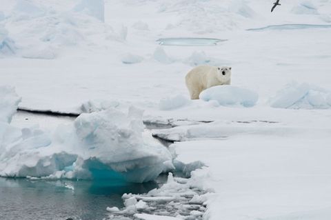 Ein Eisbär auf einer Eisscholle in Spitzbergen. Foto: Romas Dabrukas/AP/dpa