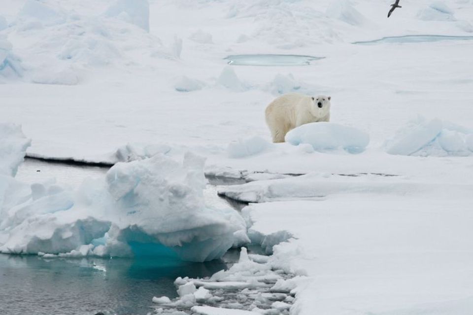Ein Eisbär auf einer Eisscholle in Spitzbergen