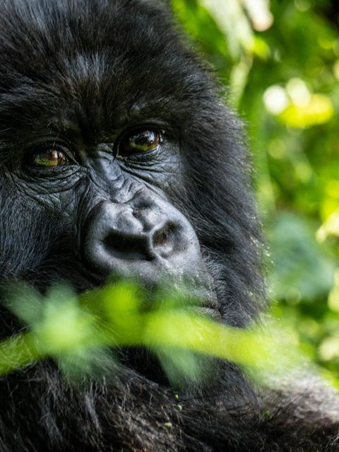 Die Bergregenwälder Ruandas sind ein Refugium für die seltenen Berggorillas. Einigen der beeindruckenden Menschenaffen kann man unter Aufsicht nahe kommen