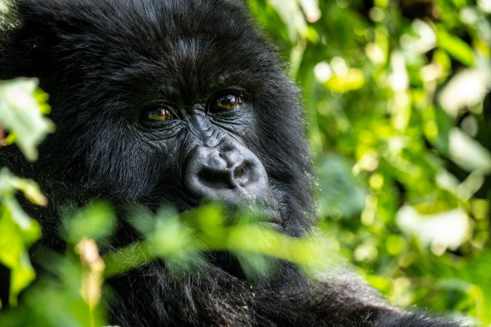Die Bergregenwälder Ruandas sind ein Refugium für die seltenen Berggorillas. Einigen der beeindruckenden Menschenaffen kann man unter Aufsicht nahe kommen