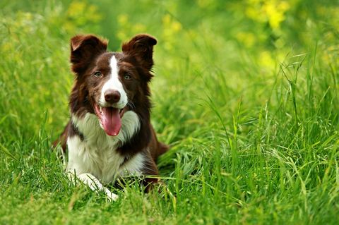 Ein brauner Border Collie liegt auf einer Wiese.