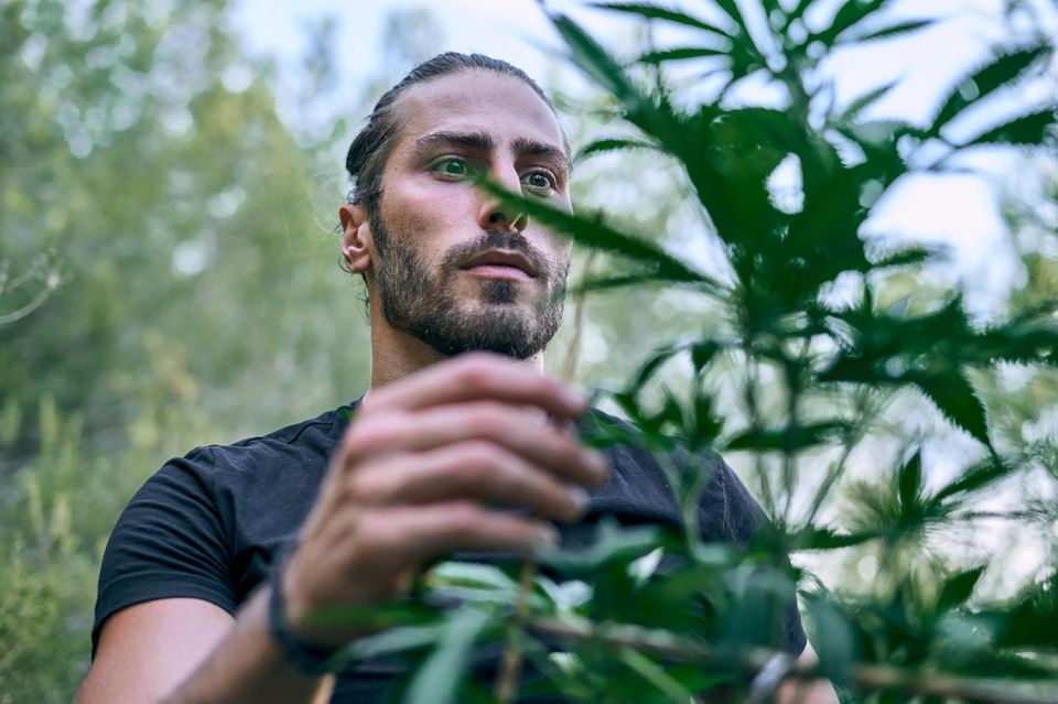 Ein Mann berührt eine Cannabis Pflanze