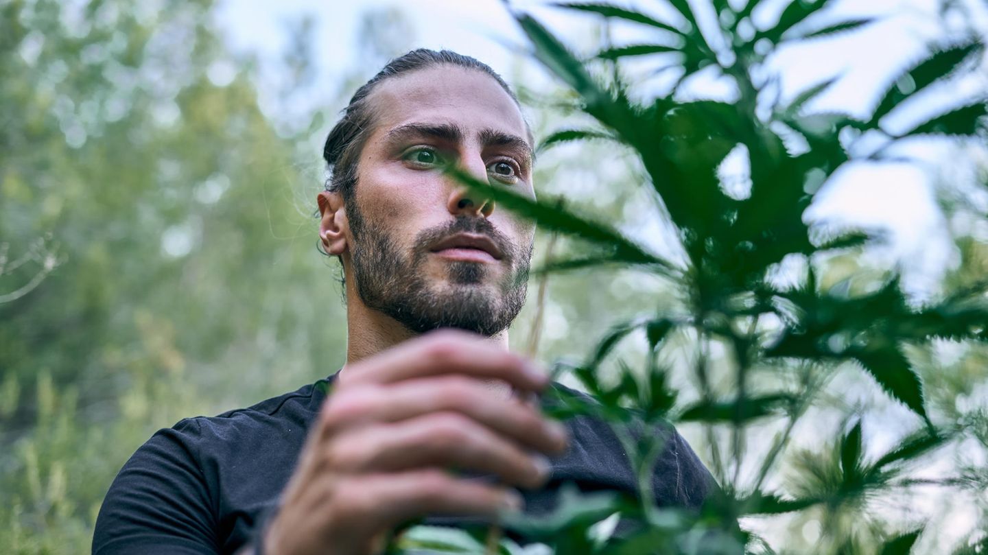 Ein Mann berührt eine Cannabis Pflanze