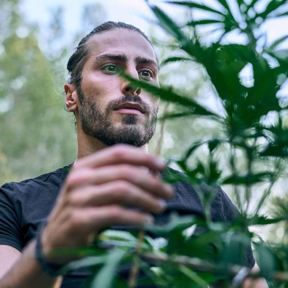 Ein Mann berührt eine Cannabis Pflanze