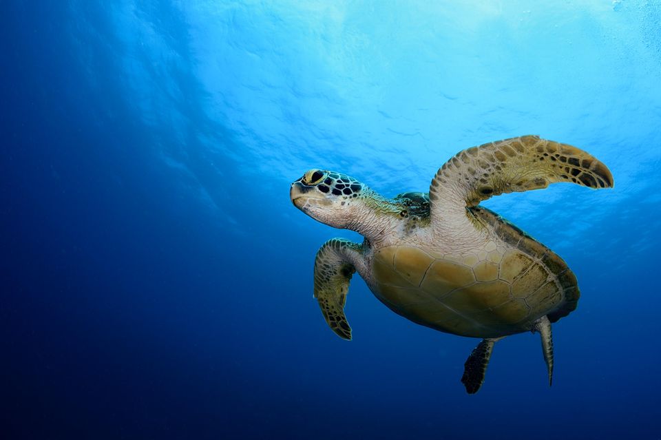 Eine Meeresschldkröte unter Wasser
