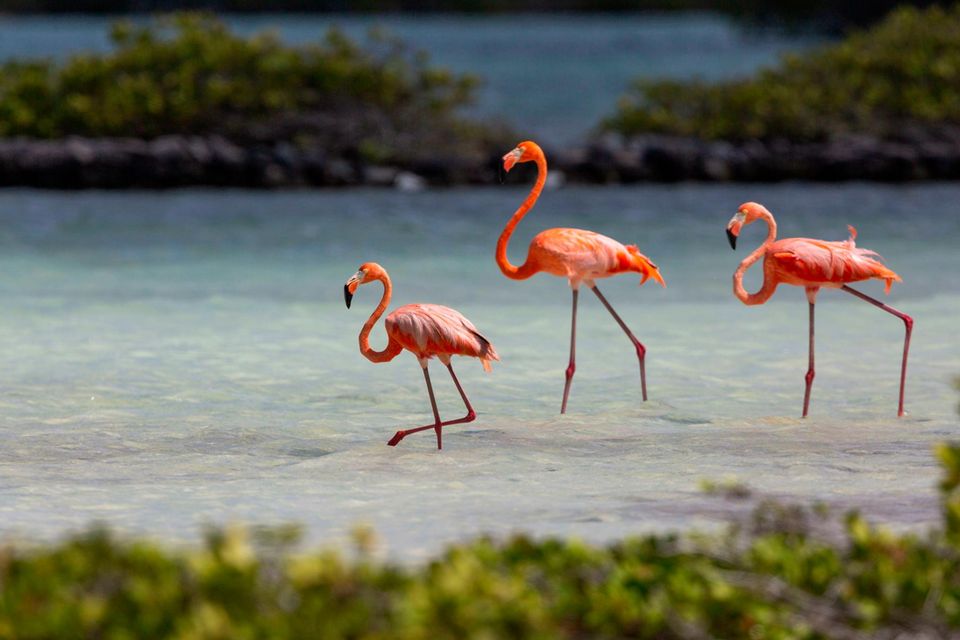 Flamingos stapfen durch flaches Wasser