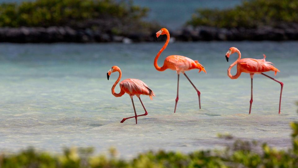 Flamingos stapfen durch flaches Wasser Flamingos stapfen durch flaches Wasser