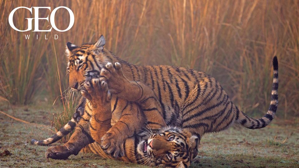 GEO WILD: Aufstieg der Großkatzen: Wie Gepard, Löwe und Tiger zu den Herrschern der Tierwelt wurden