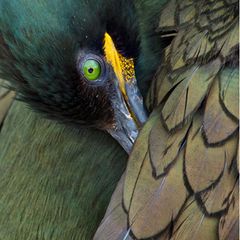 Schwarz-grün schillert das Gefieder der Krähenscharbe, eine Unterart des Kormorans. Die Schwingen des Flamingos dagegen leuchten rosa. Dank ihrer Federn zeigen sich Vögel so bunt wie keine andere Klasse von Tieren