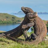 Zwei Komodowarane kämpfen miteinander