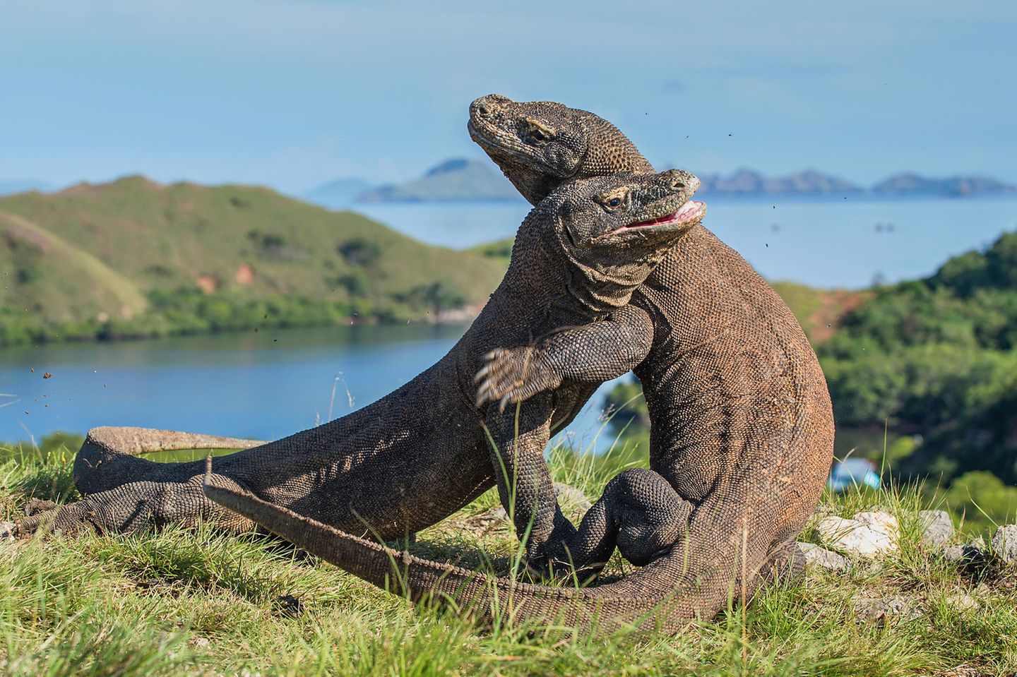 Komodo Nationalpark – wo die wilden Tiere wohnen Zwei Komodowarane kämpfen miteinander