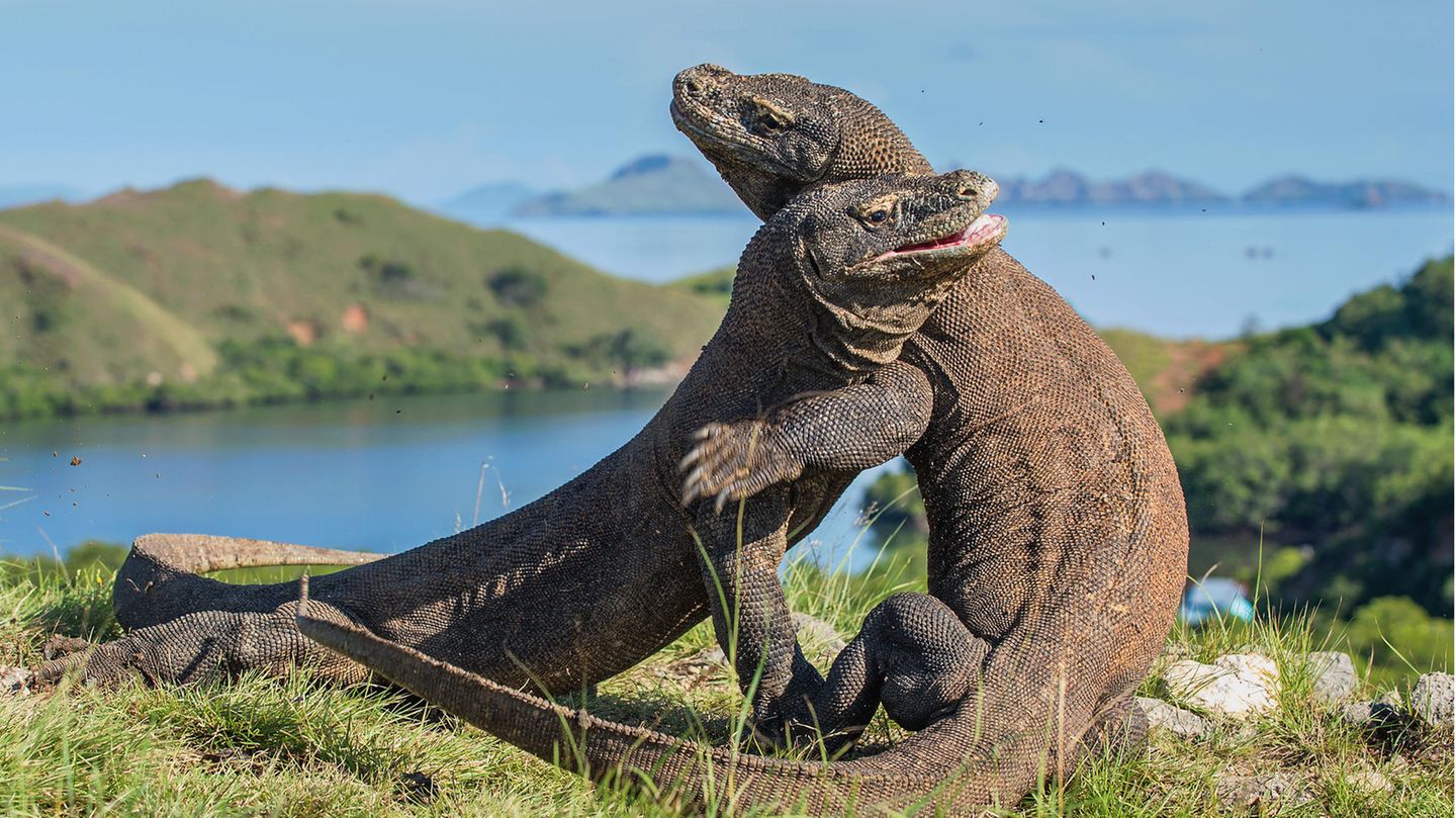 Komodo Nationalpark – wo die wilden Tiere wohnen Zwei Komodowarane kämpfen miteinander