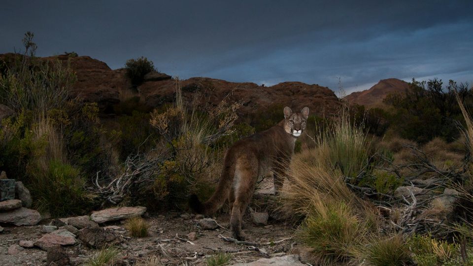 Ein Puma streift durch die trockene Hochebene Puna