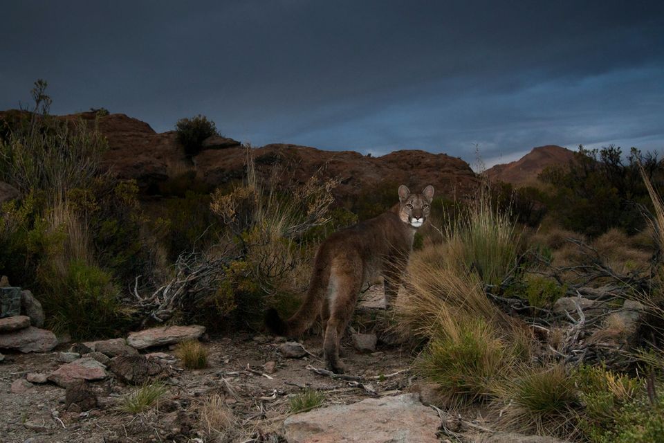 Ein Puma streift durch die trockene Hochebene Puna