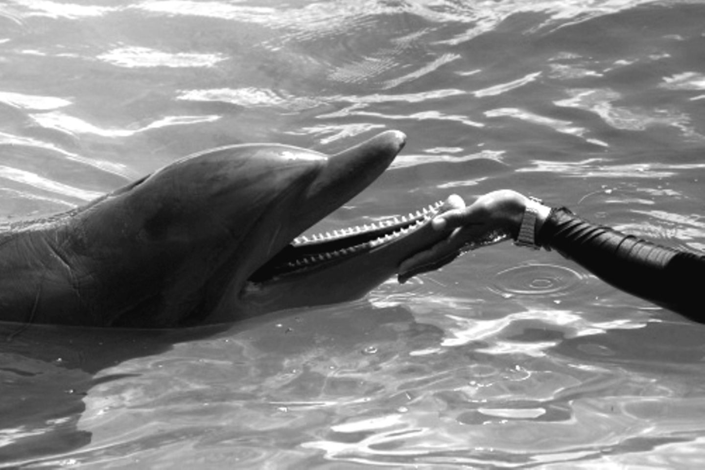Delfine sind intelligent, können verschiedene Laute ausstoßen - doch können sie auch sprechen lernen?