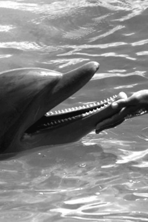 Delfine sind intelligent, können verschiedene Laute ausstoßen - doch können sie auch sprechen lernen?