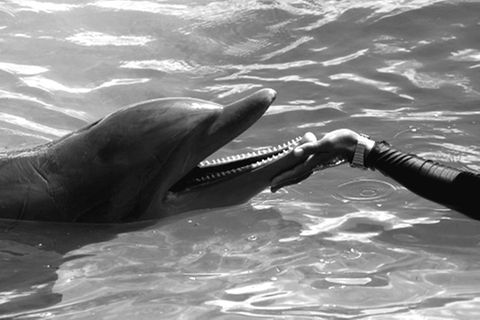 Delfine sind intelligent, können verschiedene Laute ausstoßen - doch können sie auch sprechen lernen?