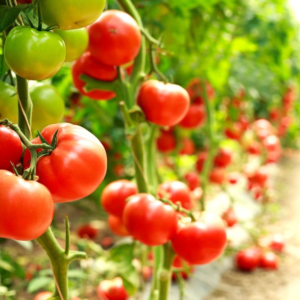 Für feinere als menschliche Ohren durchaus hörbar: gestresste Tomatenpflanzen