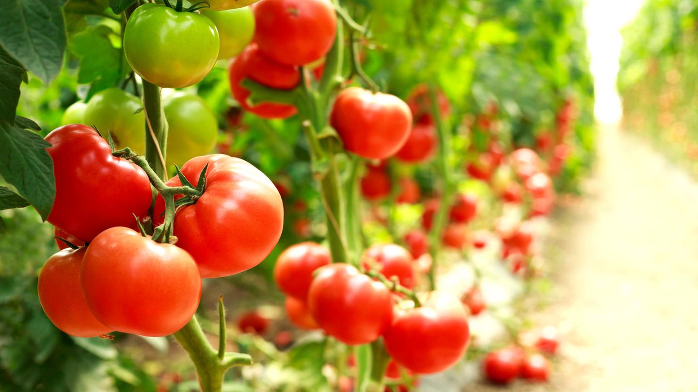 Für feinere als menschliche Ohren durchaus hörbar: gestresste Tomatenpflanzen