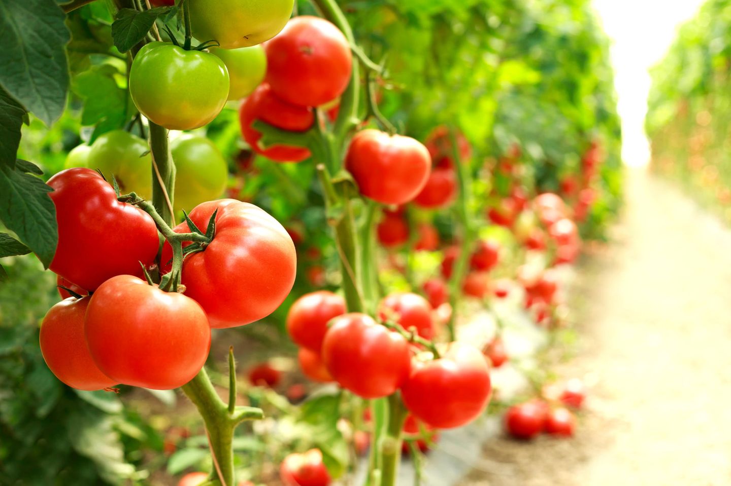 Für feinere als menschliche Ohren durchaus hörbar: gestresste Tomatenpflanzen