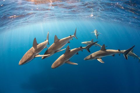 Die Haie sind die Wächter des Riffs. Sie nehmen Eindringlinge genau unter die Lupe 