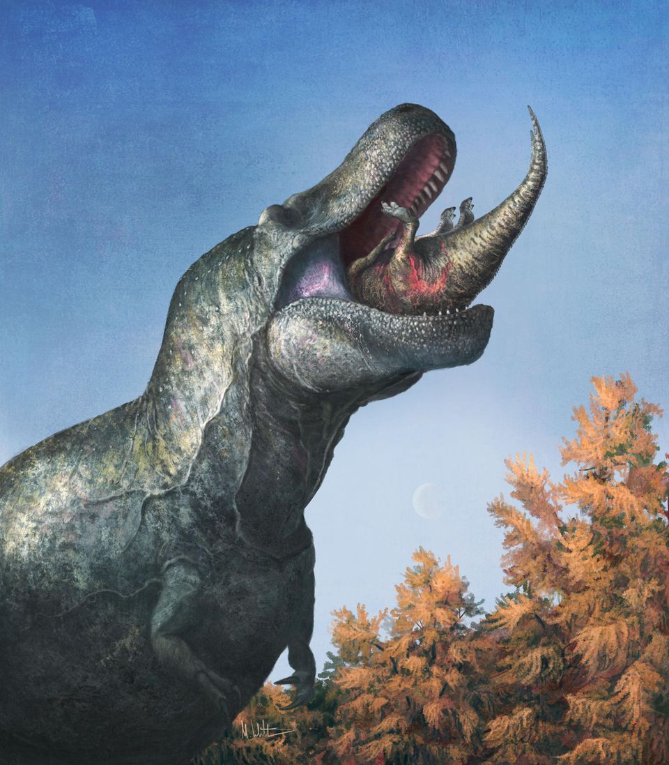 Ein Tyrannosaurus Rext frisst einen Edmontosaurus