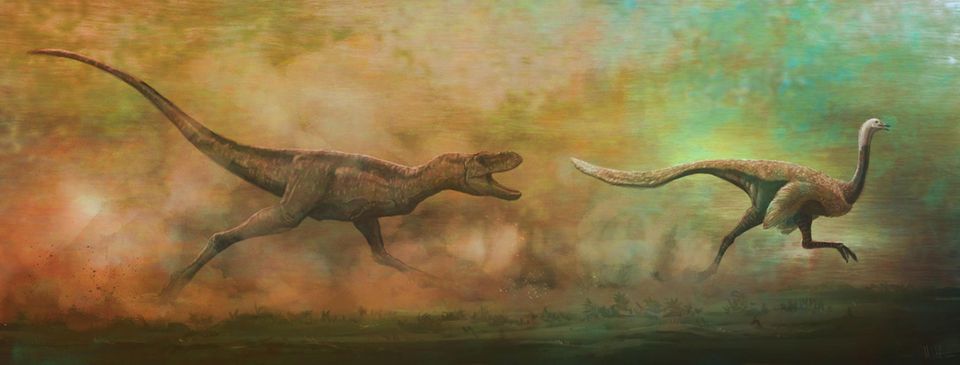 Tyrannosaurus jagt Struthiomimus