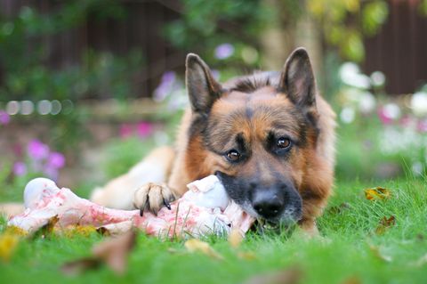 Deutscher Schäferhund frisst einen Knochen im Garten - dürfen Hunde Knochen fressen?
