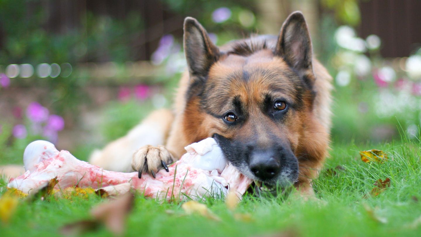 Deutscher Schäferhund frisst einen Knochen im Garten - dürfen Hunde Knochen fressen?