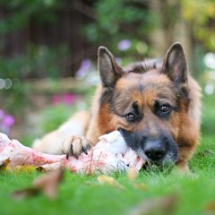Deutscher Schäferhund frisst einen Knochen im Garten - dürfen Hunde Knochen fressen?