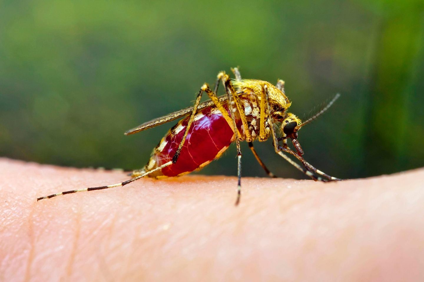 Stechmücke sticht in die Haut