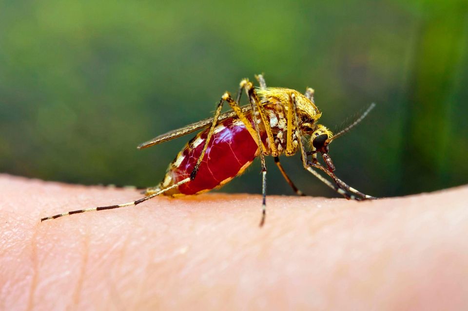 Stechmücke sticht in die Haut