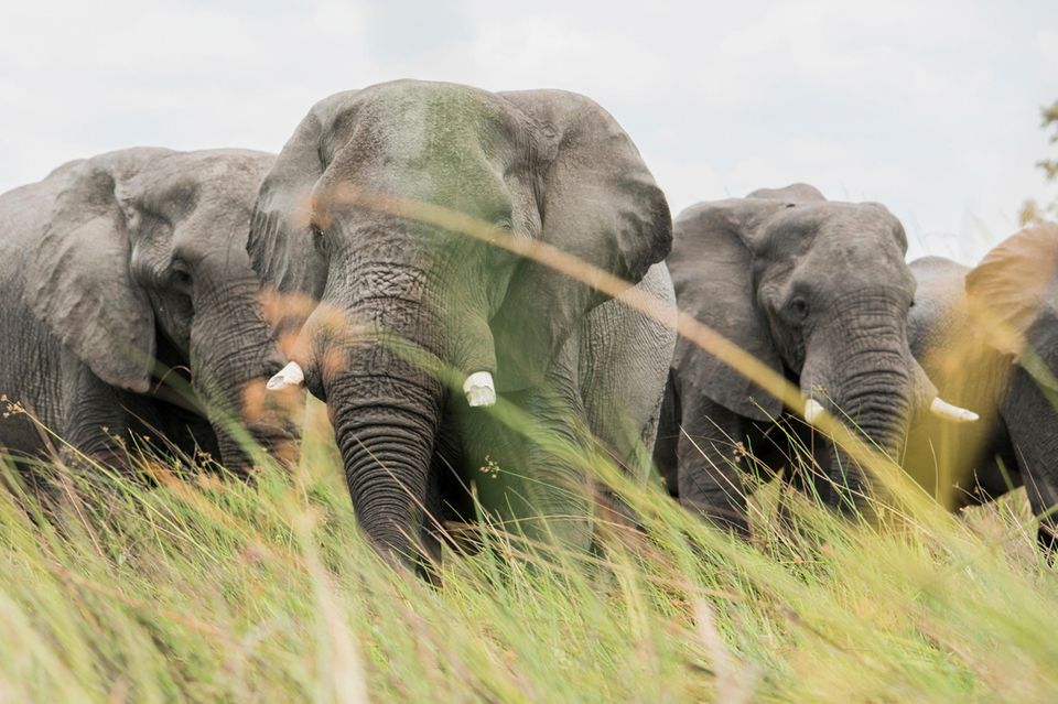 Elefanten leben in komplexen sozialen Netzwerken, unterstützen sich bei der Betreuung der Jungtiere und sollen sich sich sogar gegenseitig trösten