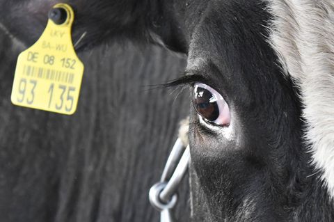 83 Prozent aller Milchkühe in Deutschland verbringen ihr Leben im Stall