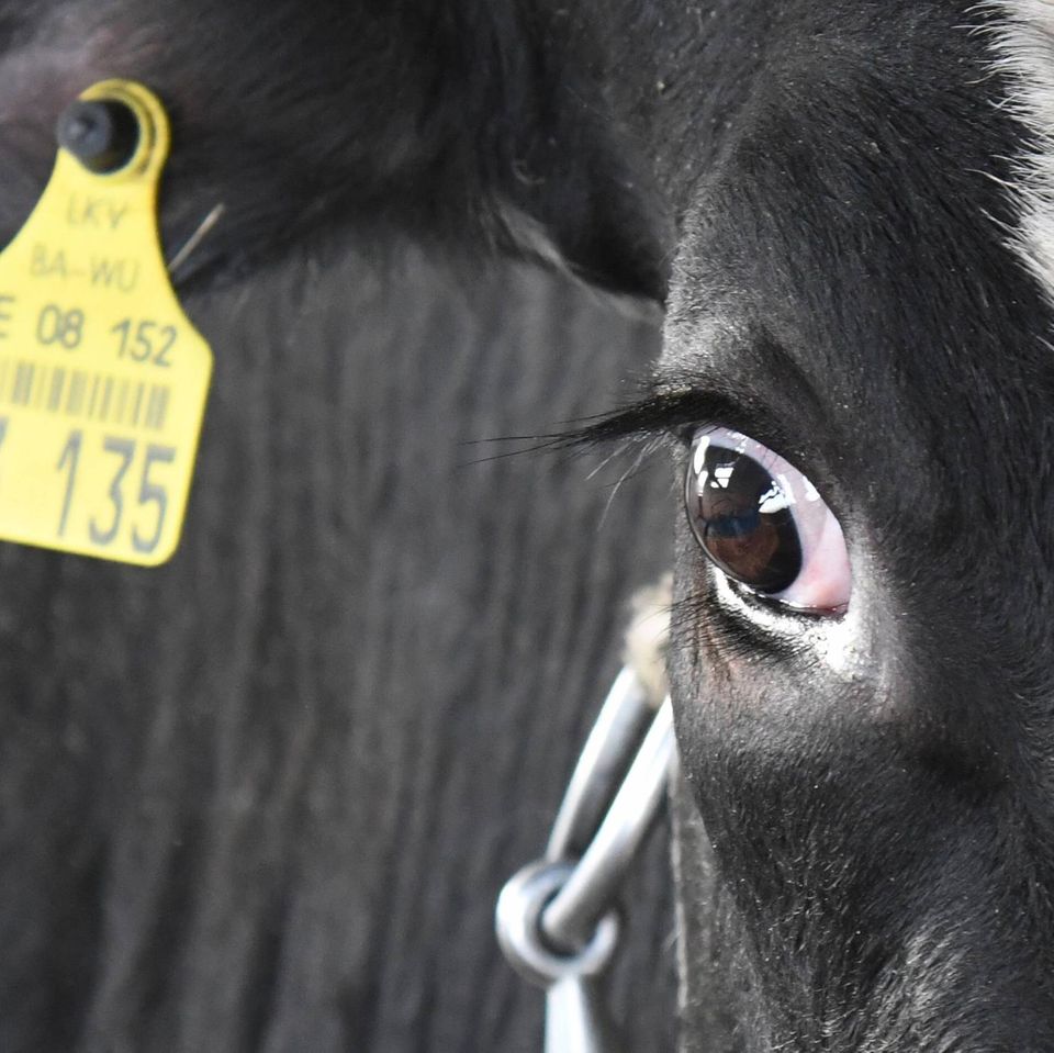 83 Prozent aller Milchkühe in Deutschland verbringen ihr Leben im Stall