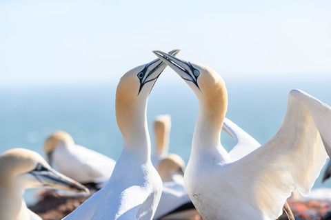 Ein Basstölpel-Paar mit schwarzen und hellblauen Augen sitzt auf den Lummenfelsen über der Nordsee
