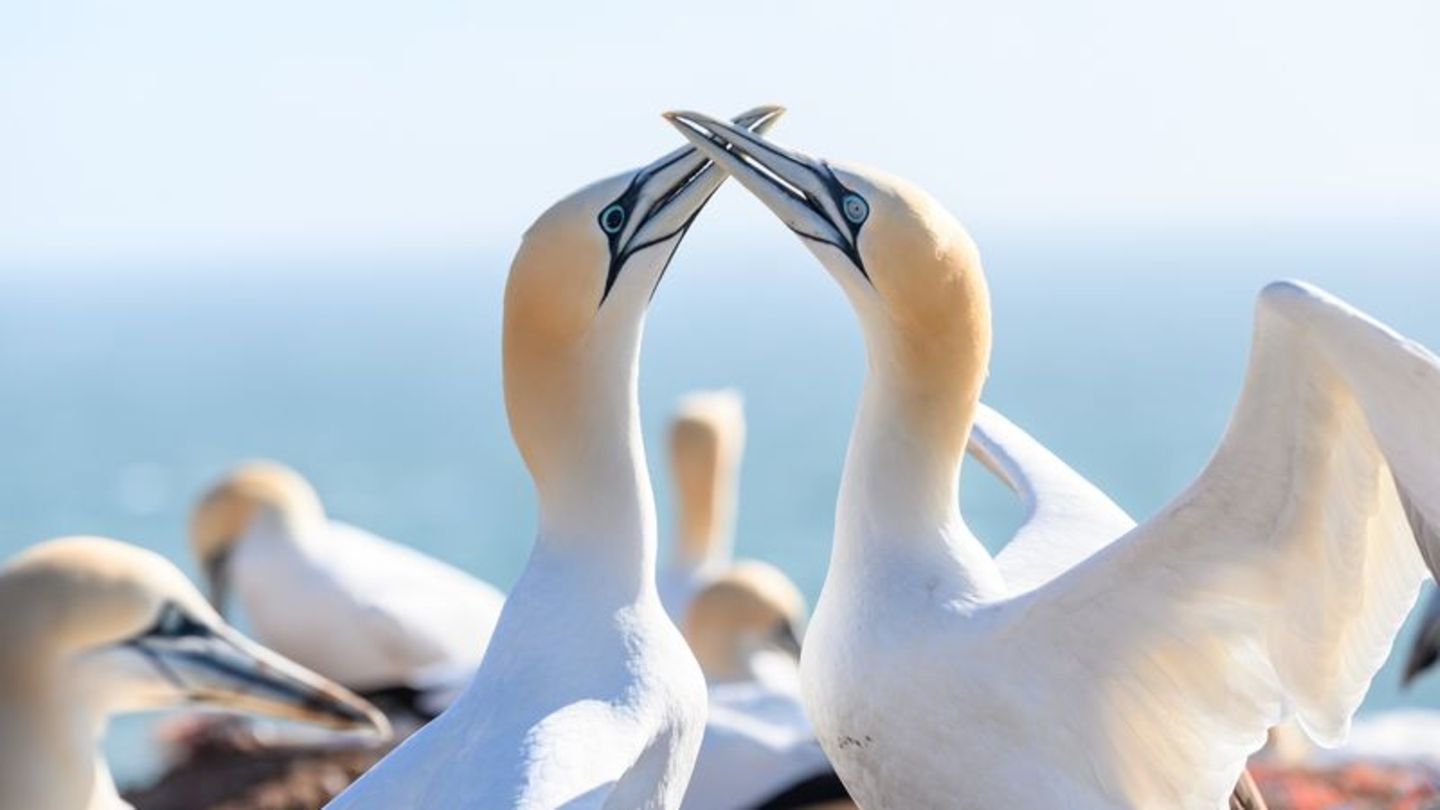 Ein Basstölpel-Paar mit schwarzen und hellblauen Augen sitzt auf den Lummenfelsen über der Nordsee