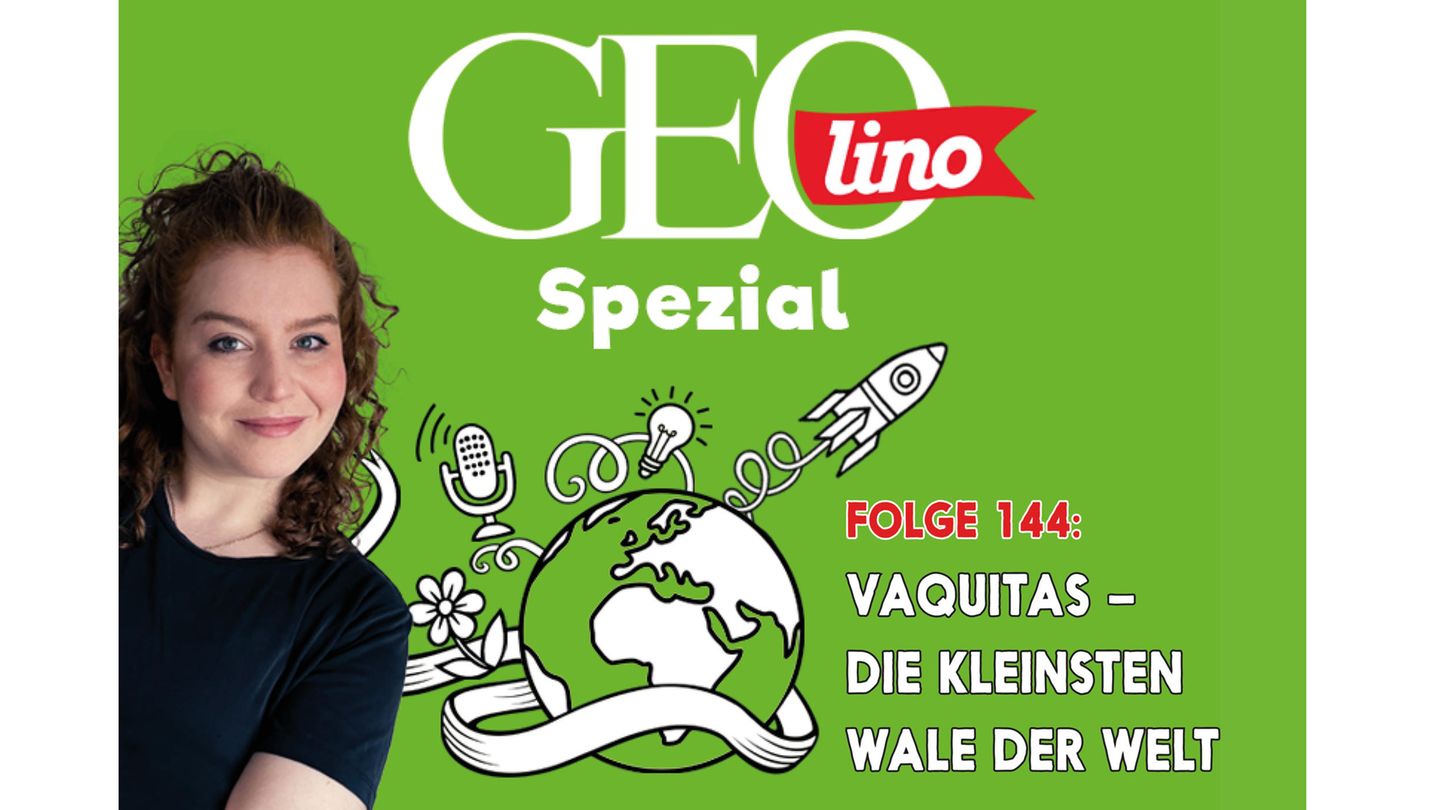 In Folge 144 unseres GEOlino Podcasts: Vaquitas sind die kleinsten Wale der Welt – und auch die seltensten