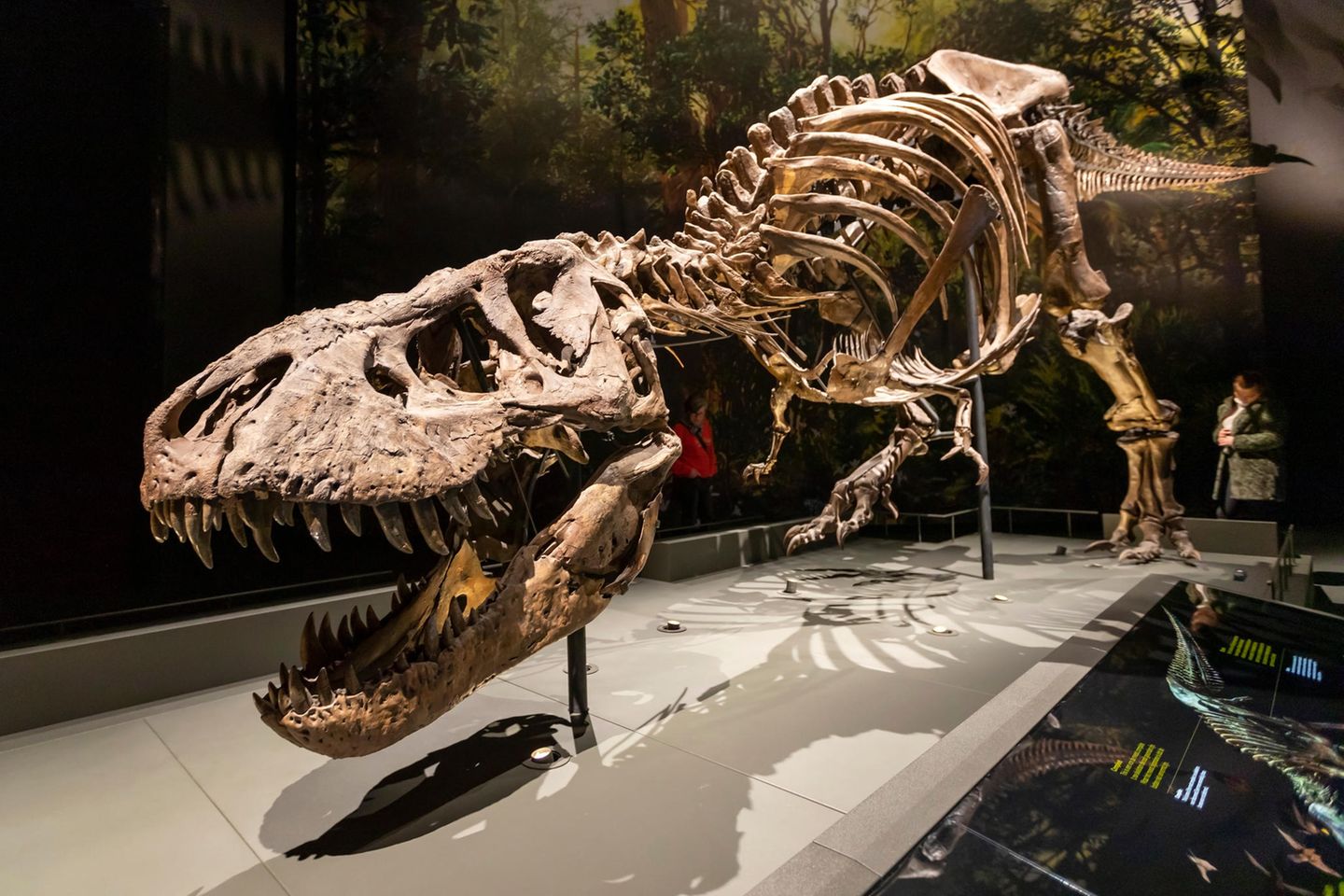 Skelett eines Tyrannosaurus rex in einem Museum