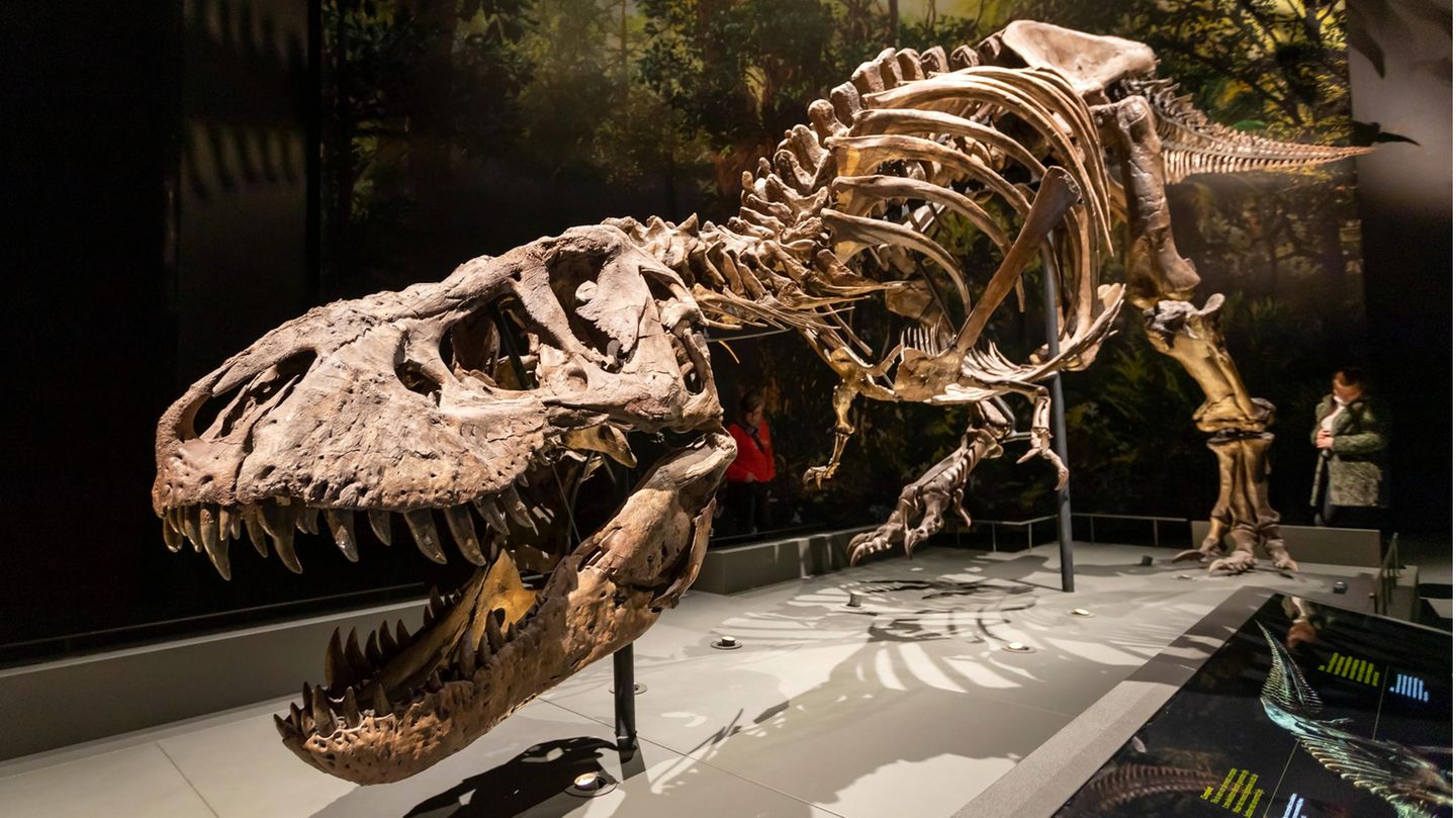 Skelett eines Tyrannosaurus rex in einem Museum