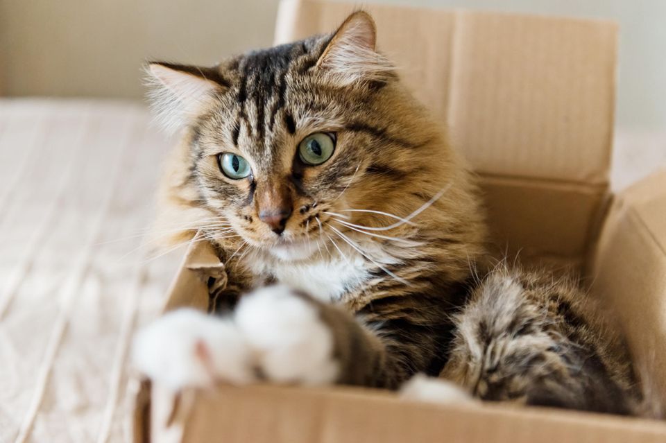 Katze sitzt in einem Pappkarton und beobachtet aufmerksam die Situation
