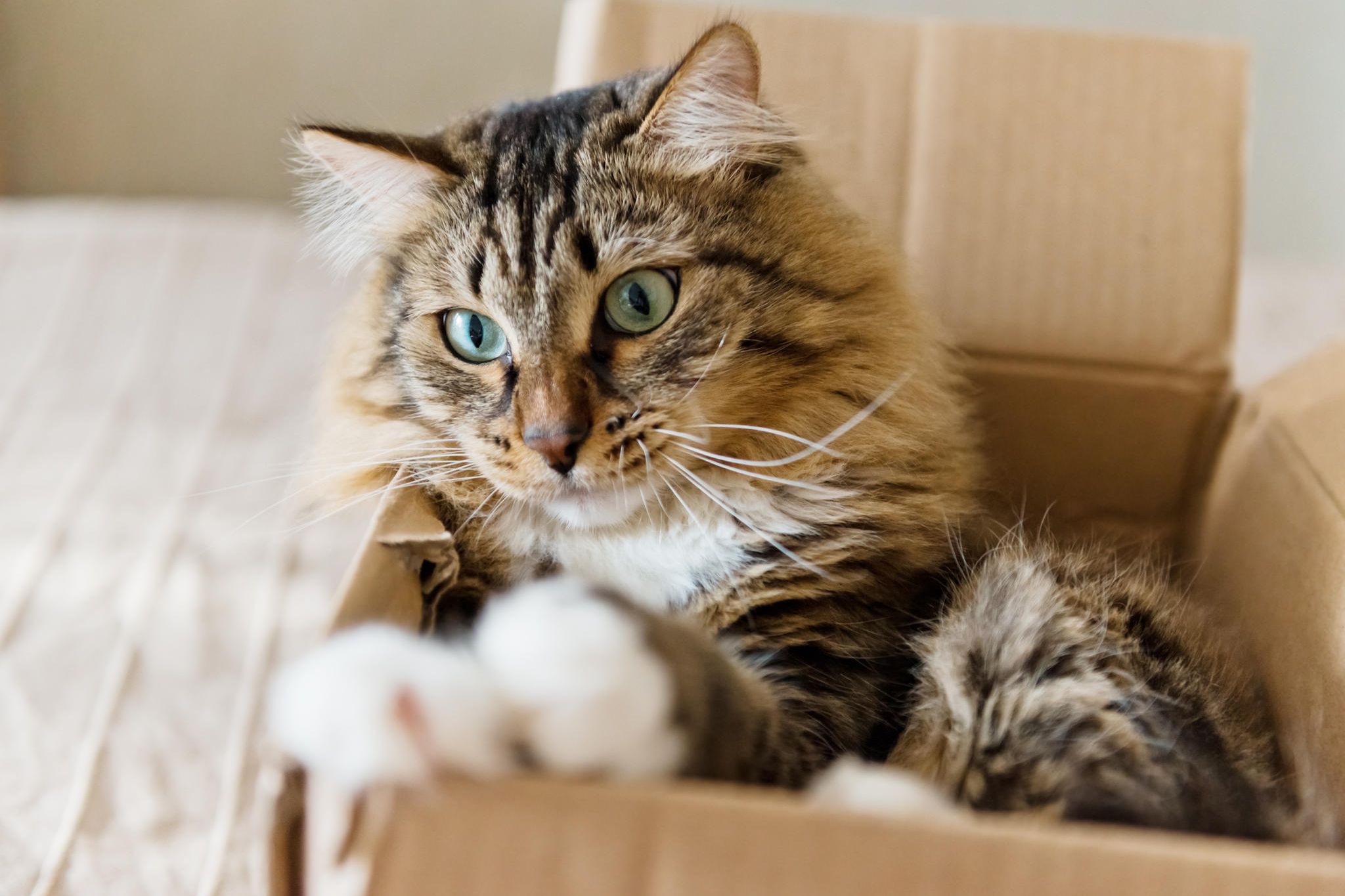 Katzen In Kisten. Süße Sticker Mit Sitzender, Schlafender Und