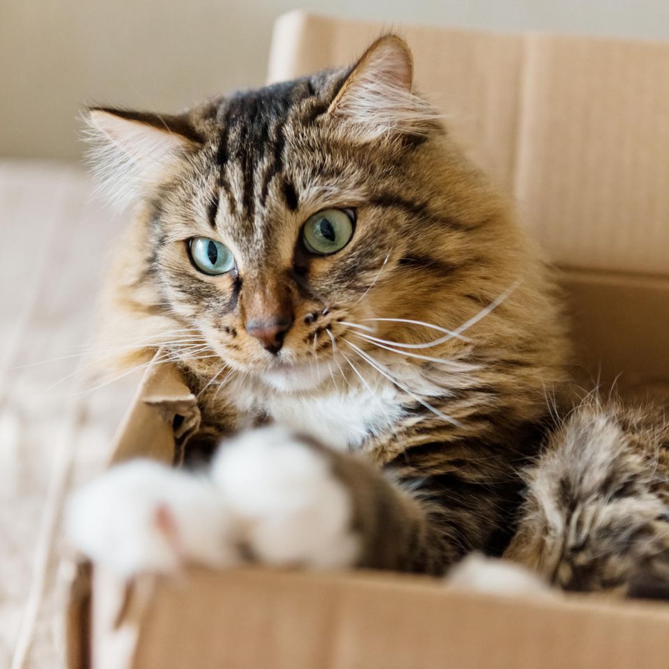 Katze sitzt in einem Pappkarton und beobachtet aufmerksam die Situation