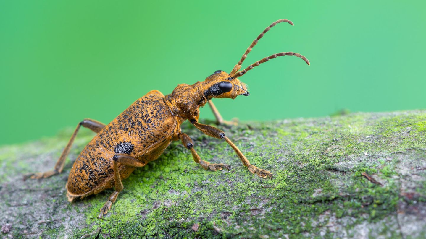 Die Larven des Schwarzfleckigen Zangenbocks (Rhagium mordax) leben im Holz von Laubbäumen
